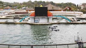 Des traces d'hydrocarbures ont été décelées dans le bassin des orques du parc marin d'Antibes submergé lors des intempéries du samedi 3 octobre.