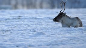 Un rennes en Finlande (photo d'illustration)