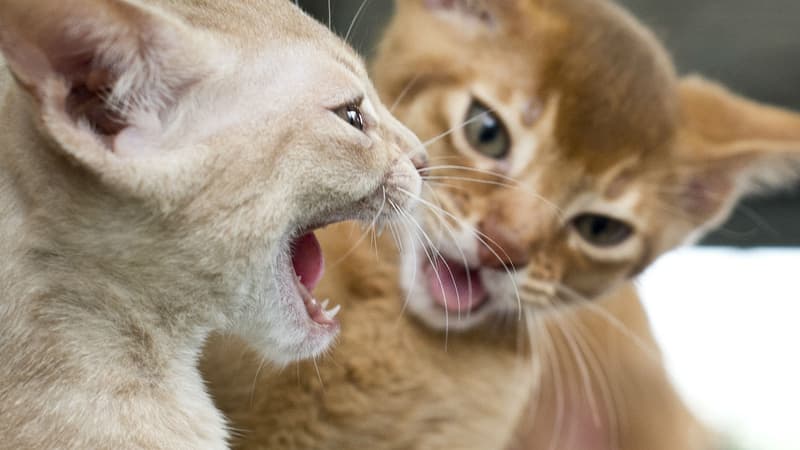 Des chats - Image d'illustration