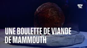 Des scientifiques australiens ont mis au point une boulette de viande…de mammouth