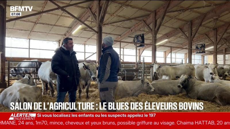 À cause de la dermatose bovine, cet éleveur ne présentera pas son taureau de concours au Salon de l'Agriculture