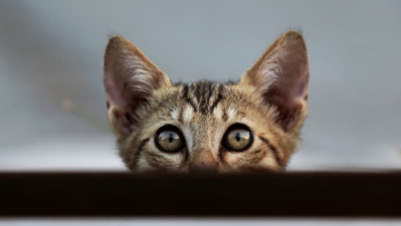 Un chat de gouttière dans une rue de Nicosie à Chypre, le 4 août 2018. (Photo d'illustration) - Hasan Jamali - AFP