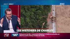 « Les 3 histoires de Charles Magnien » : Périple d'un troupeau d'éléphants en Chine et les jeunes chinois rêvent d'avoir des oreilles d'elfe - 16/06