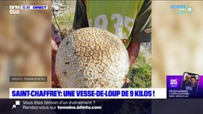 Hautes-Alpes: une famille découvre un champignon de 9 kilos