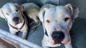Les deux dogues argentins sauvés par les pompiers du Gard après les fortes pluies du week-end. Un autre berger australien a été extirpé des eaux.