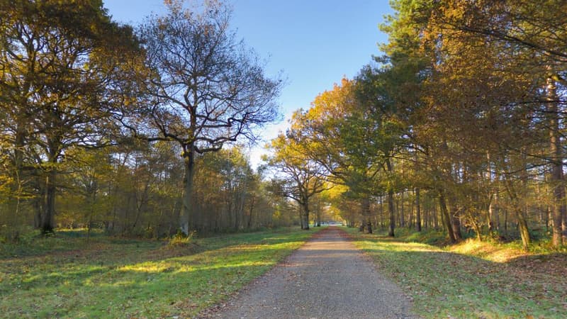 Un corps a été découvert en forêt de Sénart, dans l'Essonne.