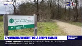 Seine-et-Marne: un renard meurt de la grippe aviaire