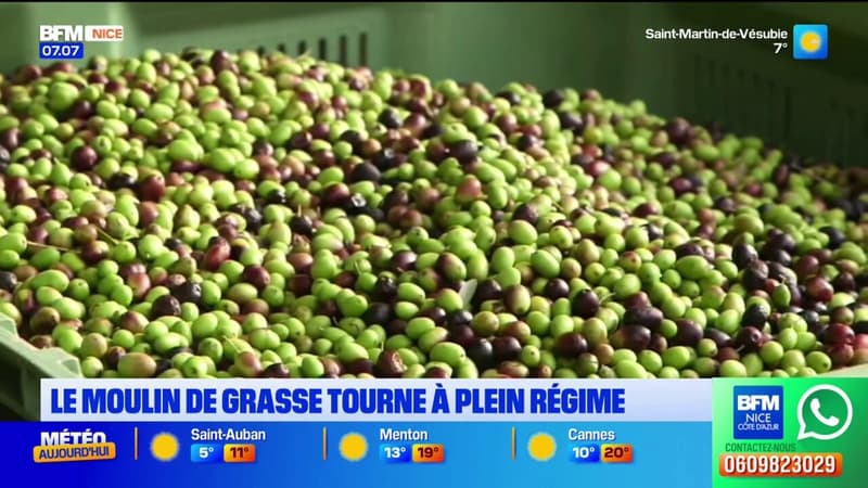 Grasse: le moulin tourne à plein régime