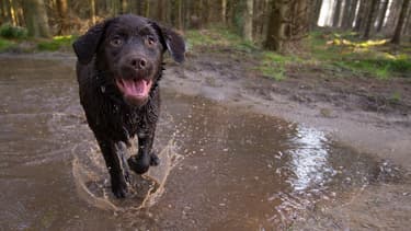 Mo, une femelle retriever de 14 ans, a retrouvé ses maîtres après avoir erré pendant 9 mois dans les montagnes de l'Idaho, aux Etats-Unis (Photo d'illustration).