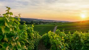 Le rapport préconise un rapprochement entre producteurs et négociants.