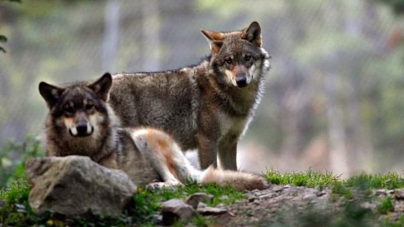 Des éleveurs expriment leur détresse après de nouvelles attaques de loups