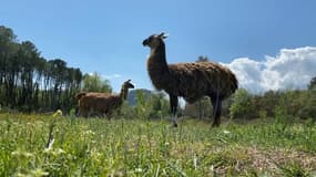 Les lamas Serge et Joséphine vivent en liberté à Bagnols-en-Forêt, dans le Var.