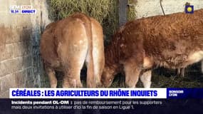 Céréales : les agriculteurs du Rhône inquiets 