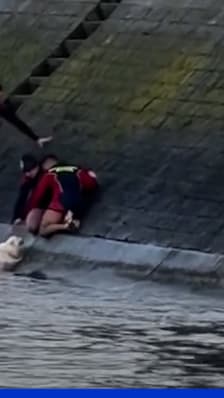 Les images du sauvetage d'un chien tombé dans la Seine à Paris