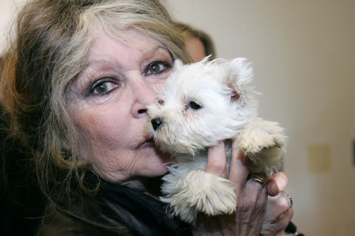 "J’ai donné ma jeunesse aux hommes, je donne ma sagesse aux animaux": la  cause animale, combat d'une vie pour Brigitte Bardot