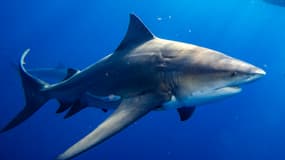 Un requin taureau au large de la Floride (États-Unis), le 12 février 2022.