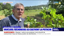Vaucluse: ils cultivent la pistache pour s'adapter à la sécheressse