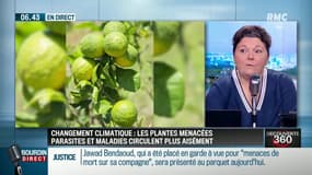 Comment les végétaux s’adaptent-ils au changement climatique? 