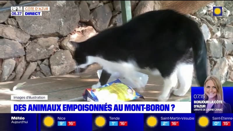 Nice: des animaux empoisonnés au Mont-Boron ?