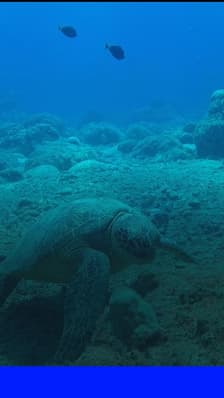 La température des océans n’a jamais été aussi élevée lors d’un mois de juillet qu’en 2026