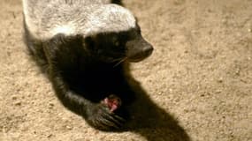 Un blaireau "Mellivora Capensis" au zoo de Prague