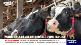 Le nombre de cas de fièvre catarrhale ovine explose
