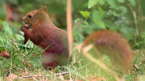 De nombreux écureuils roux ont tenté d'échapper aux incendies en Gironde.