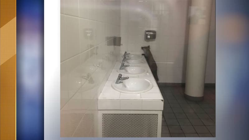 Un renard s'introduit dans un collège de Levallois 