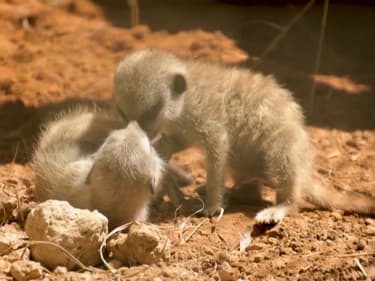 Colombie: pendant le confinement, les naissances rares se sont multipliées au zoo de Peirera