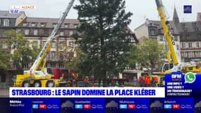 Strasbourg: le sapin de Noël domine la place Kléber