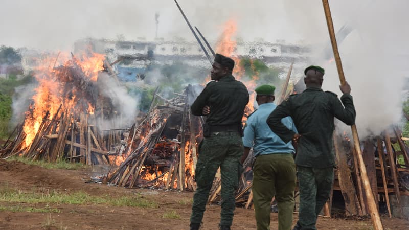 Les policiers Ivoiriens font brûler 3,5 tonnes de d'écailles de pangolin