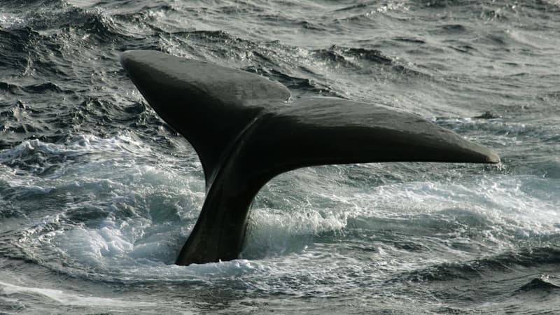 Le cachalot avait atteint l'âge adulte. Photo d'illusatration