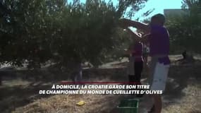 Si, la Croatie est bien championne du monde... de cueillette d'olives