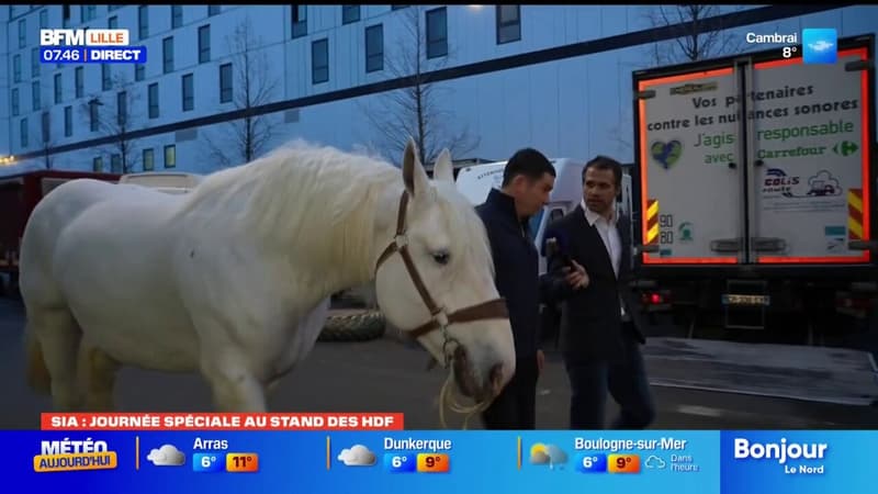 Salon de l'agriculture: les chevaux de trait boulonnais représentés à Paris