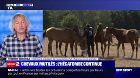 Story 1 : Un nouveau cheval mutilé et tué dans le Morbihan - 03/09