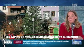 Objectif Terre : Les sapins de Noël face au changement climatique - 05/12