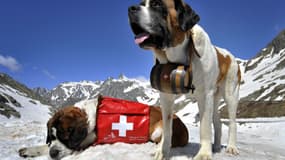 Un saint-bernard portant un tonneau d'alcool autour du cou (illustration)