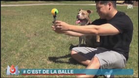 Zapping: un Américain invente la perche à selfies… pour chiens