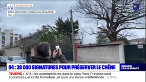 Saint-Maur-des-Fossés: 39.000 signatures pour préserver un chêne