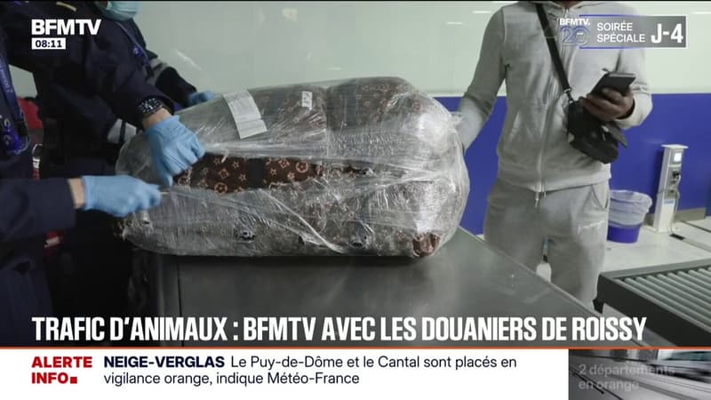 Trafic d'animaux exotiques: BFMTV en immersion avec les douaniers de l'aÃ©roport...