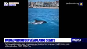 Un dauphin observé au large de Nice ce lundi