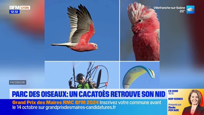 Parc des oiseaux: un cacatoès retrouve son nid