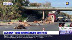 Bovins échappés, autoroute bloquée: chaos sur l'A43 après l'accident d'une bétaillère