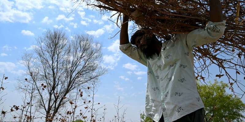 Shaikh Imran, dont le frère Shaikh Latif Sheru s'est suicidé en raison de prêts financiers croissants, ramasse des plants de coton desséchés sur leur exploitation agricole dans le village de Mochi Pimpalgaon, dans le district de Beed, dans l'État du Maharashtra en Inde. 