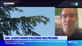 Var: le département placé en alerte rouge aux pollens, le risque d'allergie élevé