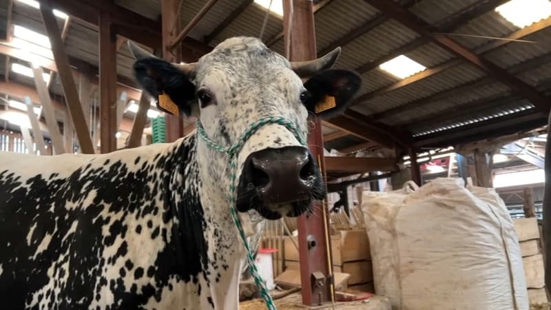 "Un caractère montagnard": Louise va représenter les vaches vosgiennes au salon de l'Agriculture