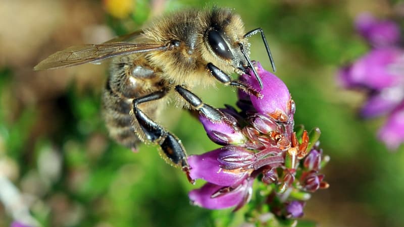 Une abeille noire butine une fleur