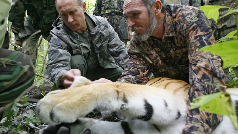 Vladimir Poutine œuvre régulièrement en faveur des animaux menacés, comme ici en mai dernier avec un tigre.