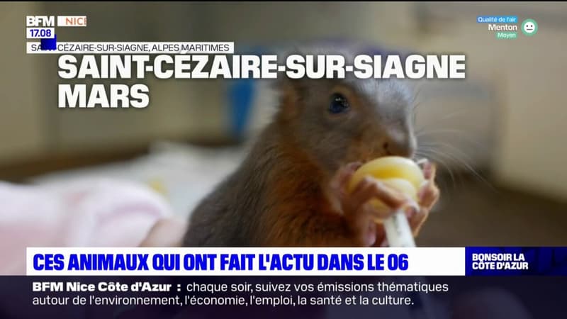 2022 dans le rétro: ces animaux qui ont fait l'actu dans les Alpes-Maritimes