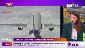 Oiseaux : Un danger pour les avions